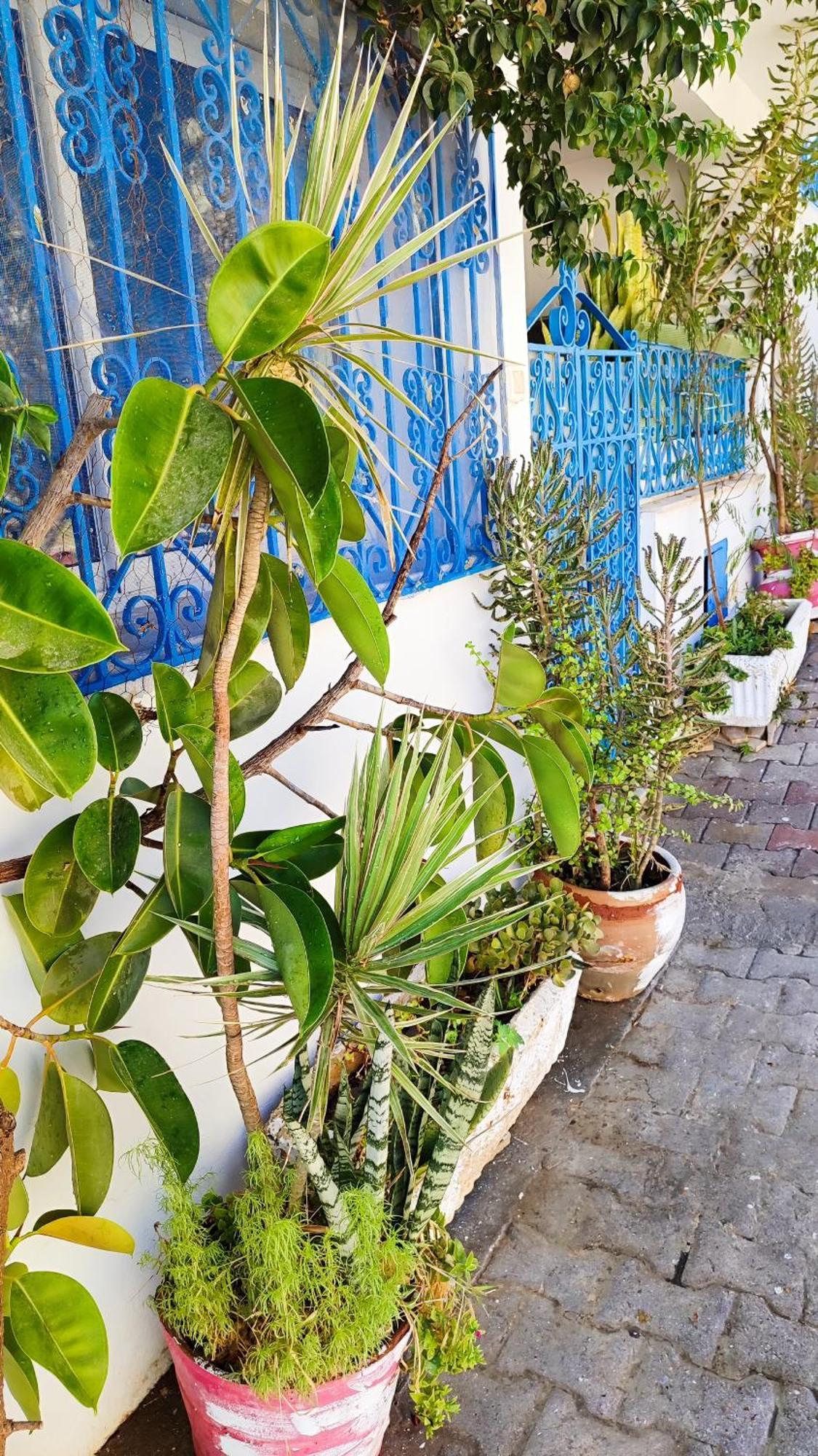Cosy Appartement In "Sidi Bou Said" Kültér fotó